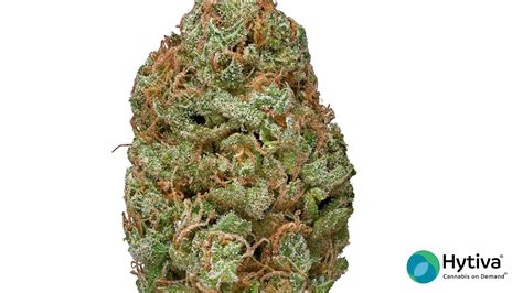 Gorilla Gum Marijuana Strain Information & Reviews